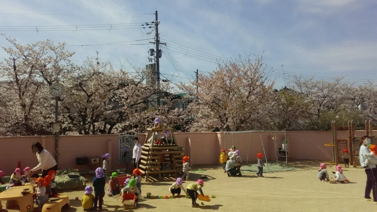 桜が散り始めました。園庭には一面に桜の花びらが！「お知らせ　４月の子育て支援事業は中止します。」