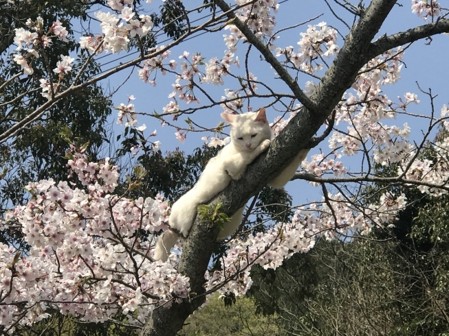 「西高1 東高1 英語クラス　中1英語クラス　生徒募集中！」