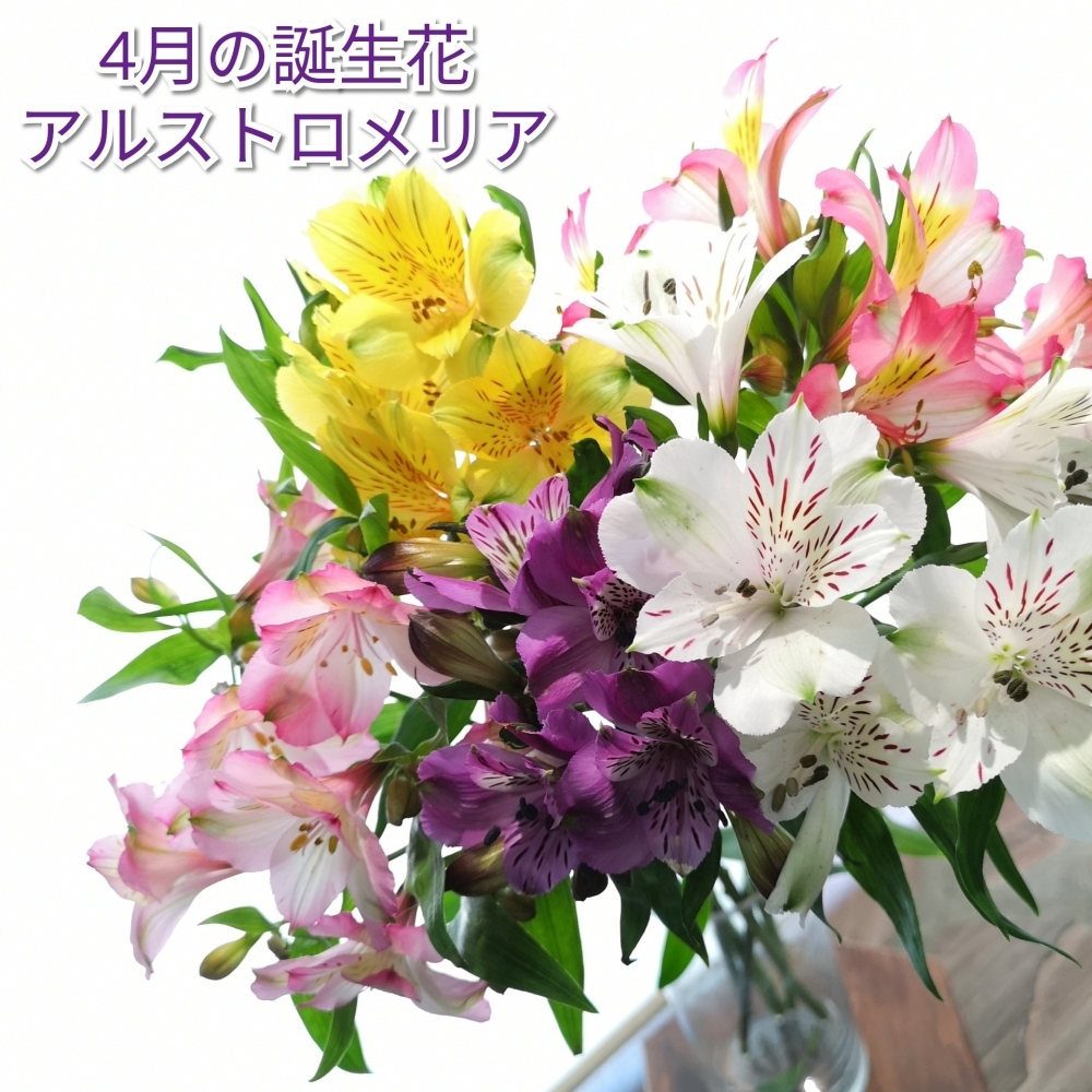 4月の誕生月花は 西川香花園のニュース まいぷれ 三次市