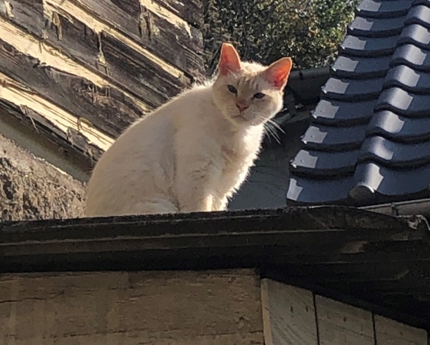 この子はおっとりさん「猫のいる街」