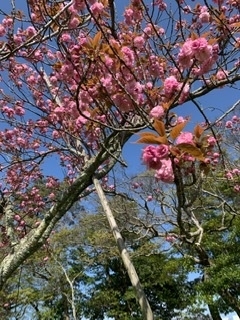 コーラルピンクのSAKURA「ただいまきりかえをしています」