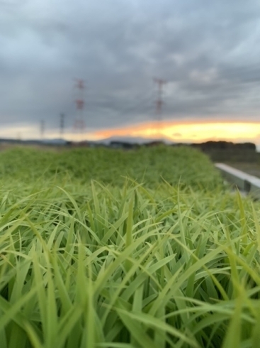 苗です❗️「いよいよ明日から❗️❗️」