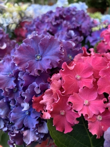 紫陽花「明日は母の日❤️斐川町 仏壇」