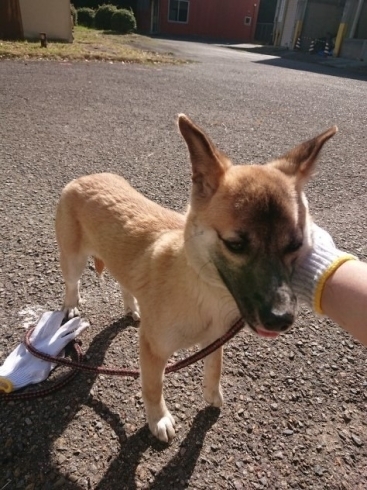 「迷い犬を保護しています【新居浜市役所環境保全課】」