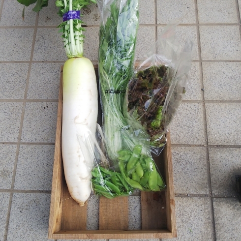 「今週の朝どり野菜詰め合わせ」