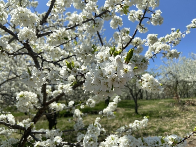 すももの花「疲れた心と身体の癒しに」