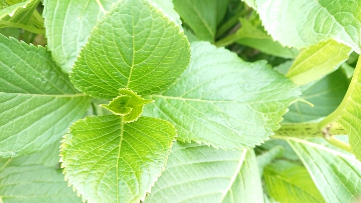 植物のように人も成長するよ。「兄弟げんかについて。」