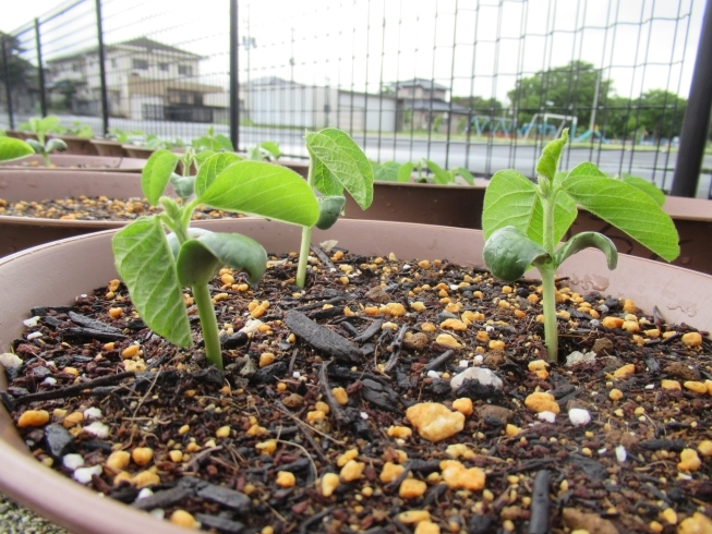 「大きくな～れ！夏野菜♬」