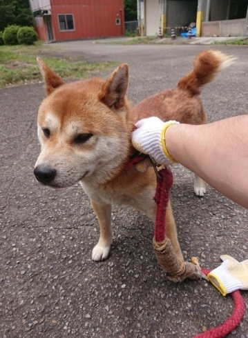 「迷い犬を保護しています【新居浜市役所環境保全課】」