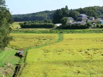 黄金に染まる稲田