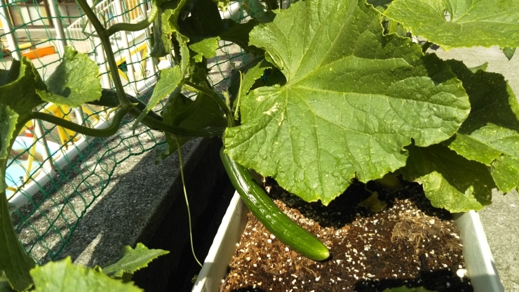 葉っぱの陰でも大きく育っています。「済美幼稚園の食育　夏野菜元気に育っています」