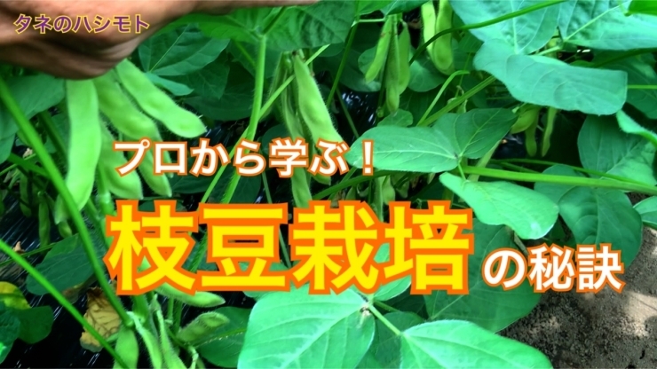 「【農業直伝】枝豆の栽培　タネのハシモト」