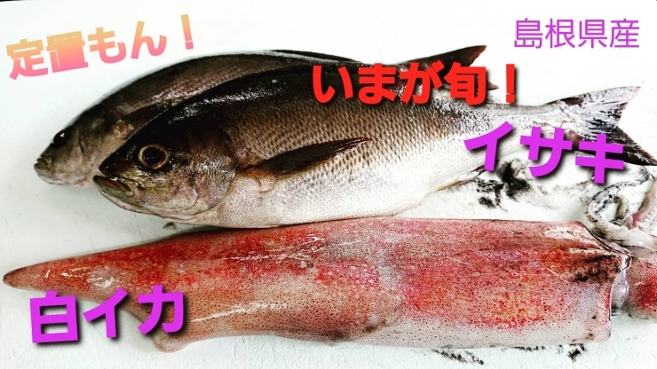 【定置もん！】【島根県産イサキ、白イカ】「○本日のお刺身【定置もん】【島根県産イサキ、白イカ】」