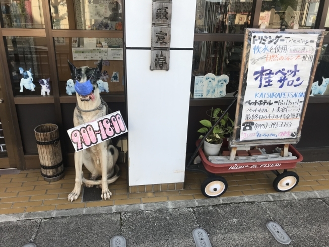 お店の看板・犬もマスクしてます「コロナ対策　営業時間継続変更（西京区　ペットサロン　ペットホテル　訓練）」