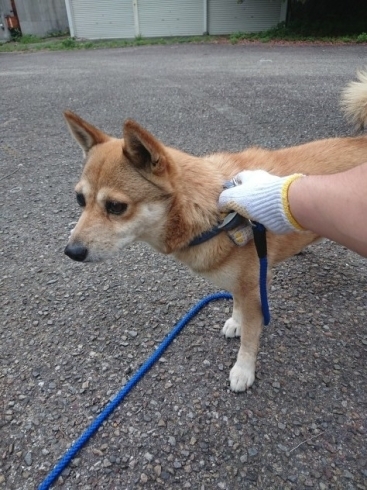 「迷い犬を保護しています【新居浜市役所環境保全課】」