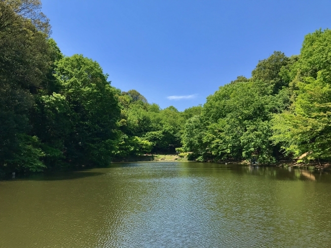 「都筑中央公園での散歩がオススメ！」