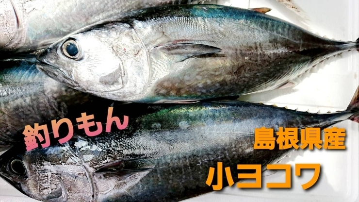 【釣りもん】【島根県産小ヨコワ】「○本日のお刺身【釣りもん！島根県産小ヨコワ】【定置もん！島根県産白イカ】」