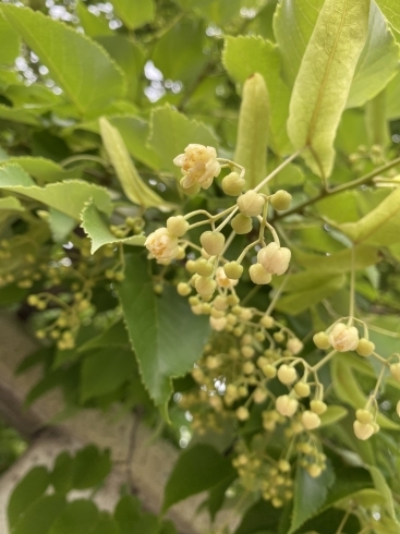 満開になると山門の外まで独特な芳香が漂う菩提樹。「鶴林寺の「菩提樹」が開花しました。」