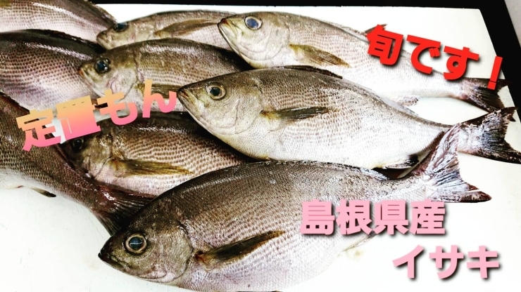 【定置もん】【島根県産イサキ】「○本日のお刺身【定置もん】【島根県産イサキ、白イカ、アオリイカ】」