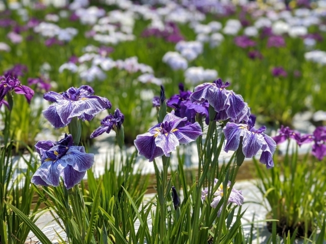 「池田池公園（新居浜市船木）は、菖蒲がそろそろ見頃です。」