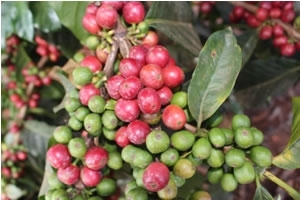 ケニア コーヒーの実（コーヒーチェリー）「ケニア カヘテ ファクトリー」