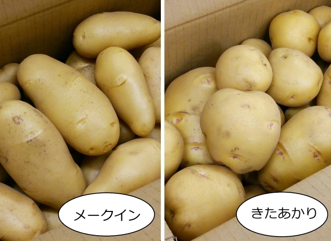 三島産　馬鈴薯（じゃがいも）販売中！！「栄養満点！！夏野菜！！」