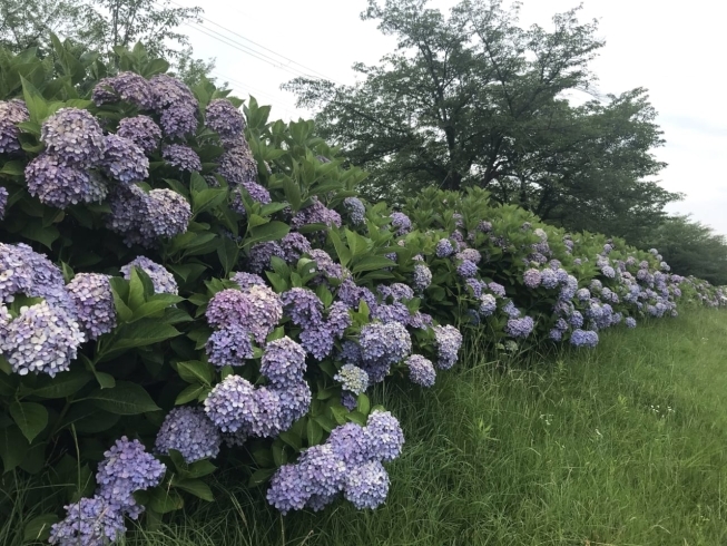 「【寝屋川市】四季折々に美しい打上川治水緑地公園の紫陽花やバラが綺麗に咲いています。」