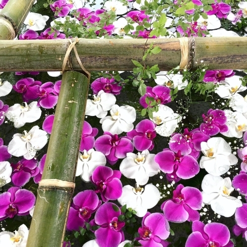 胡蝶蘭の花言葉「幸せが飛んでくる」見る者に幸せが。「花手水（はなちょうず）ＩＮ　住吉神社　②」
