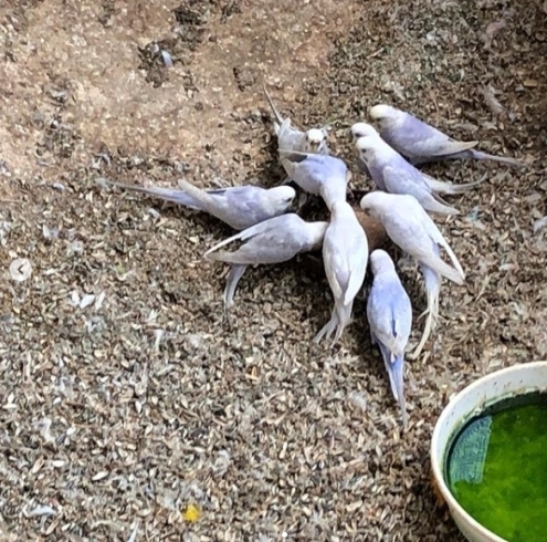 「豆苗が大好きなセキセイインコ」