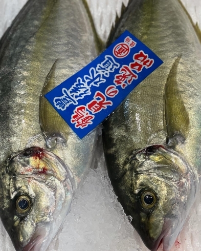 天然シマアジ→大分「4月3日朝4時、Bar篠崎　船橋市場にて本日の魚介の仕入れです。」