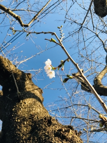 「桜🌸開花」