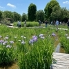 2025葛飾菖蒲まつり【水元公園会場】
