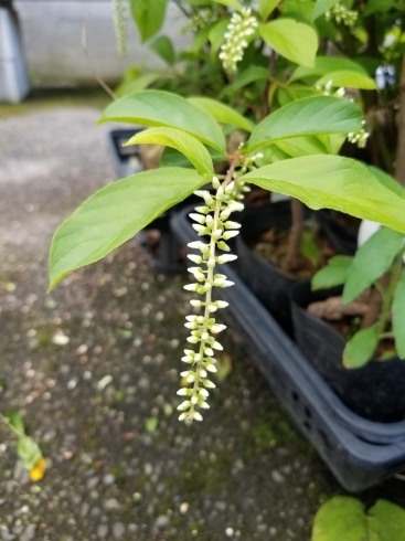 こばのずいな　苗は三次花壇で販売してます❗「今日はらんやさんで植え込み‼️」