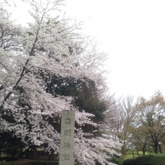 ■桜特集■長久手　古戦場公園