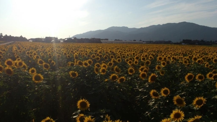 Special Thanks 島根県飯南町谷地区