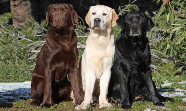Labrador Retriever「Teacher'sコーナー41号  America's Top 5 Favorite Dog Breeds【蘇我駅近くの英会話教室】043-209-2310」