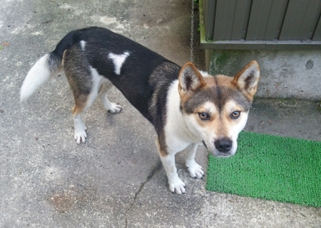 今年の冬、現在の飼い主が拾ってくれて今は自然豊かな虎谷でのんびり暮らしています。