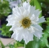 image.php?id=1852129&p=shopn&s