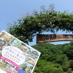 《イベントレポート》埼玉県内のバラ園をフォトコンでめぐったら癒された件【埼玉県伊奈町・毛呂山町・川島町】