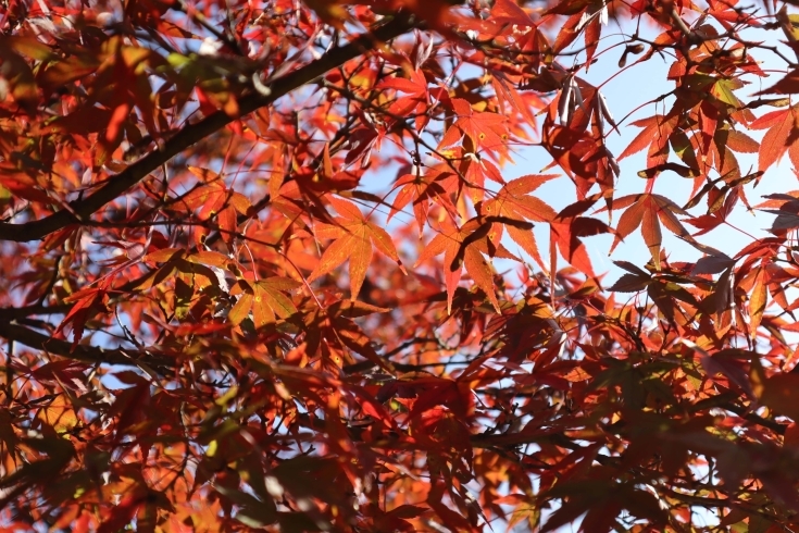 四季の郷公園の紅葉「和歌山の紅葉スポット！【四季の郷公園】」