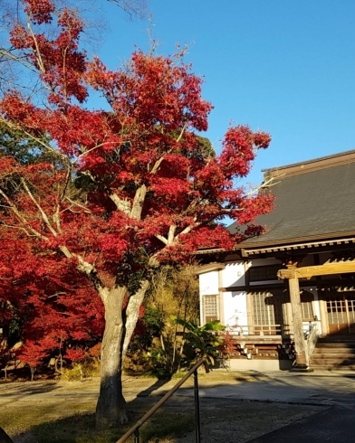 「本日~紅葉が綺麗な常光院さんにて木川尚樹君出演です」