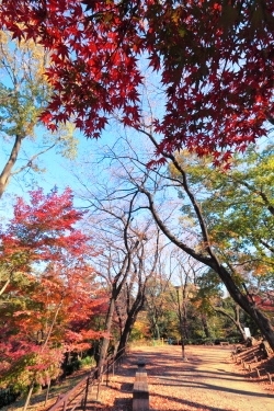 紅葉の都立戸山公園箱根山地区 (撮影2013年11月29日)
