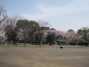 広場の向こう側に桜並木がある様子。