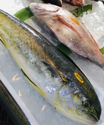 「西海物産館 魚魚市場鮮魚コーナーおすすめ商品は、「シイラ・たこ・ウニ」です♪」