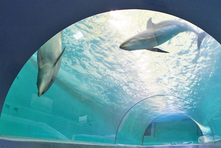 太地町立くじらの博物館「イルカやクジラに出会える場所「太地町立くじらの博物館」」