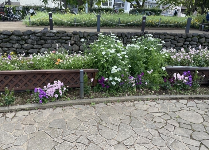 季節ごとの花が公園中を彩ります「船橋のイイトコ≪天沼弁天池公園≫」