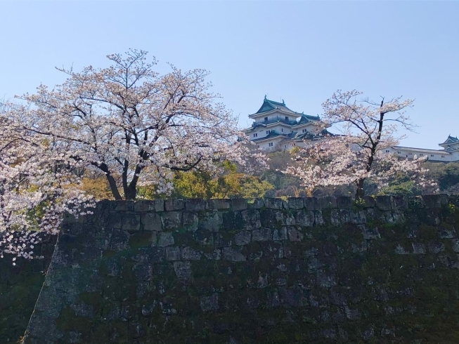 「和歌山城の桜満開です♪」