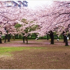 谷津公園|習志野市