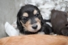 ミニチュアダックス子犬情報 | BERUZE DACHS（ベルゼダックス）の