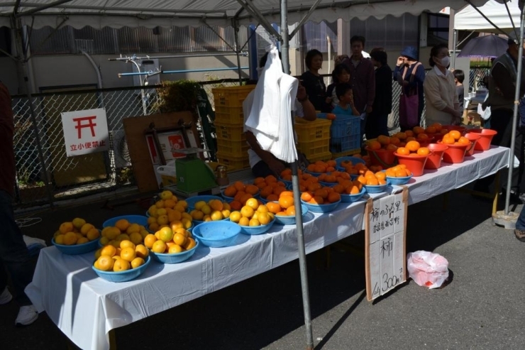 奈良の西吉野町からはるばる駆けつけ、名産の柿を販売！！